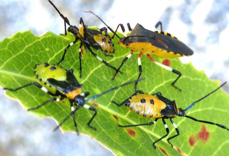 キバラヘリカメムシの成虫と幼虫。黒と黄色のコントラストが美しい。
