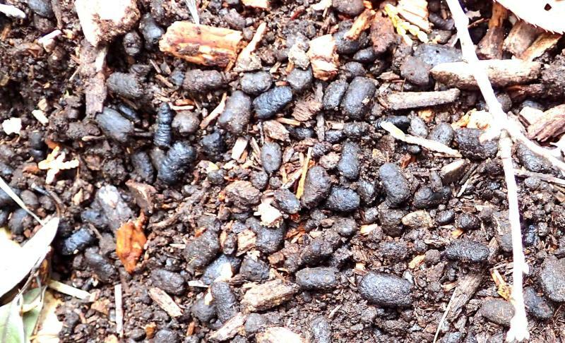 堆肥の表面の大量の糞はカブトムシ幼虫の存在証明。