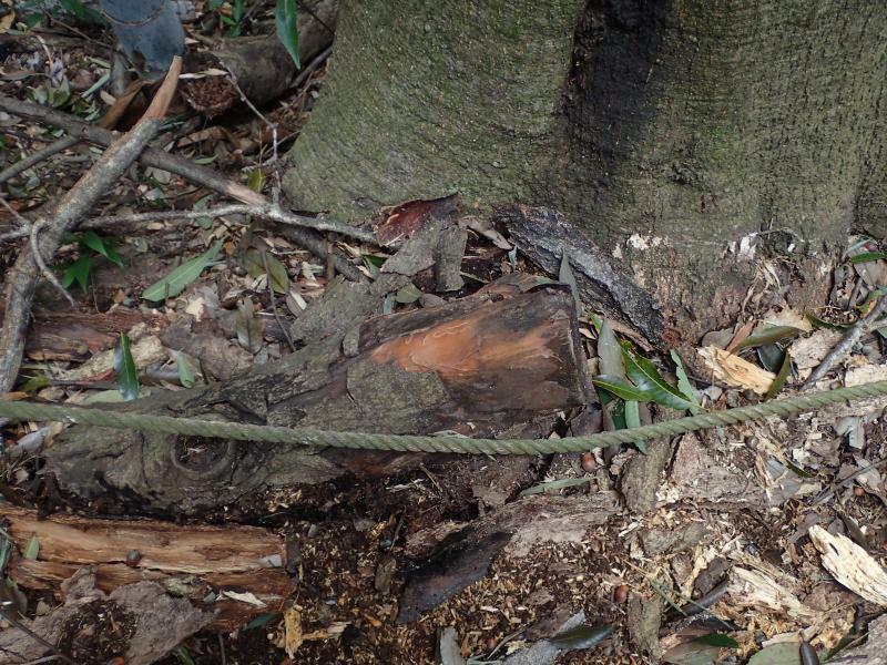 こんな小さな材の下にもカブトの幼虫がいた。隣に成虫の好む樹液の出る木があったからだろう。