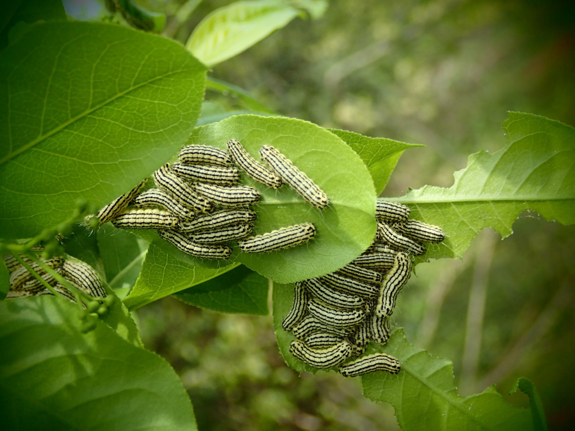 春にマサキに大量発生したミノウスバの幼虫。放っておくと庭木が丸坊主になる。