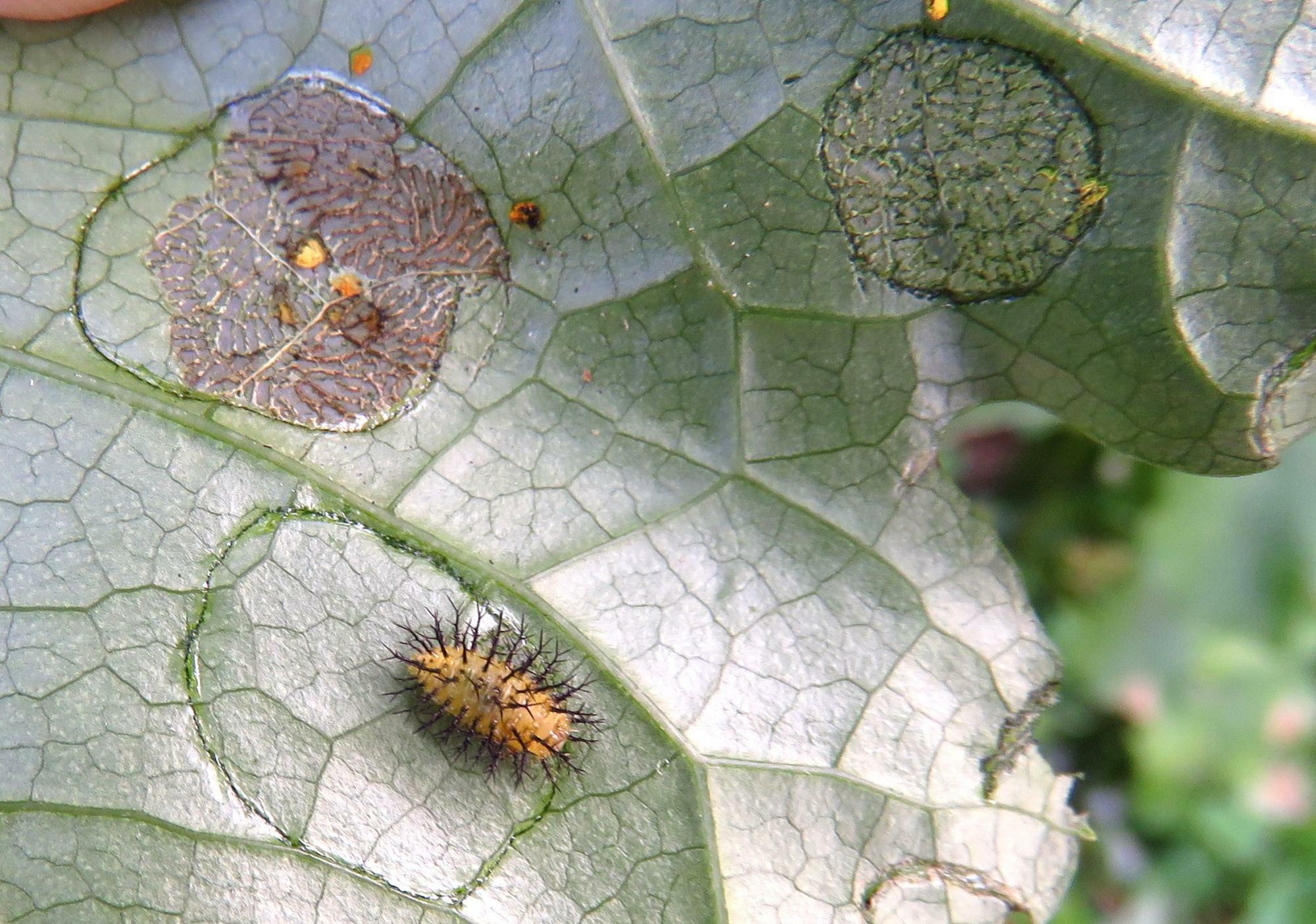 トホシテントウの幼虫はこんな円を描いて、その内側を食べていく。