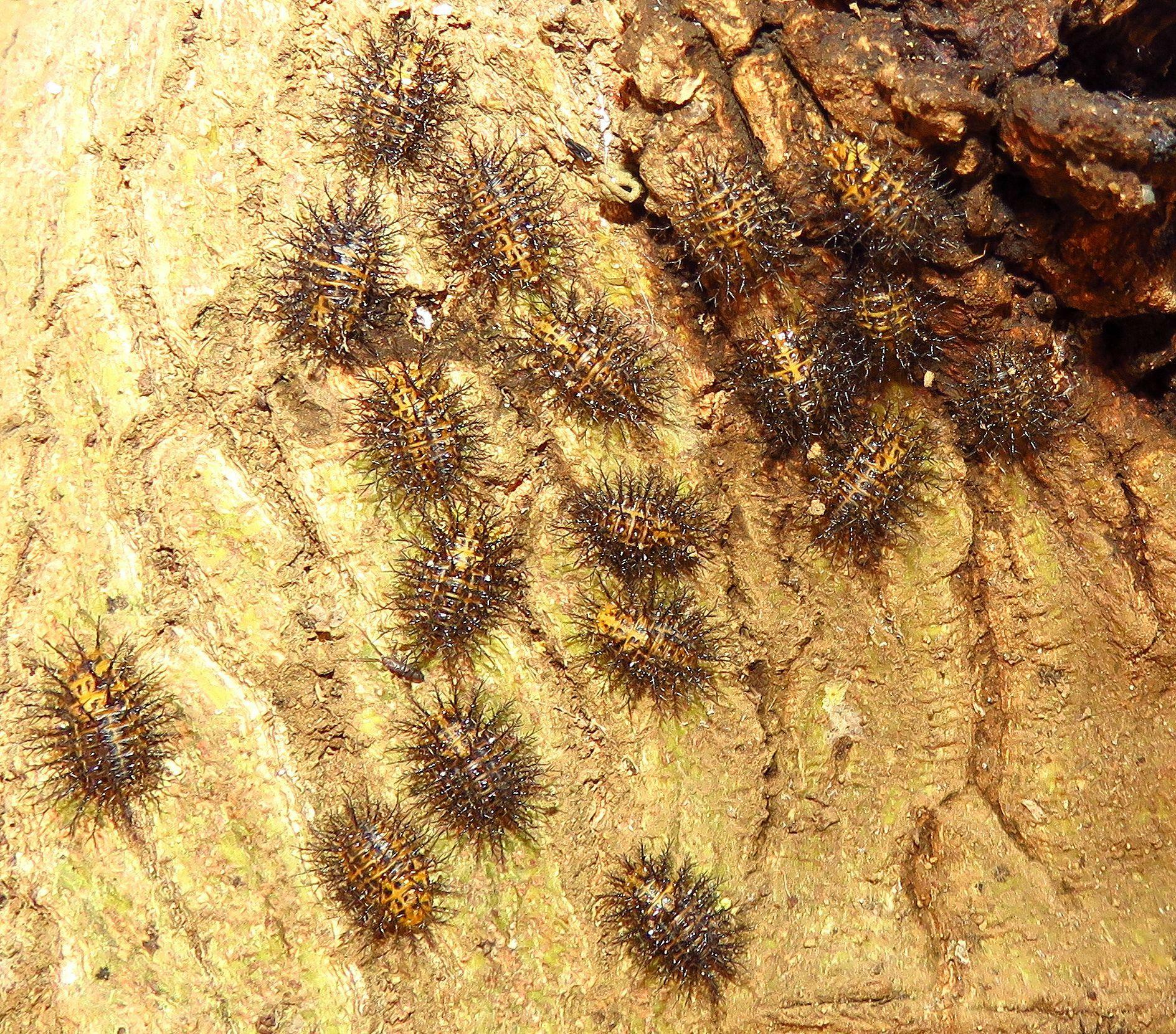 木の幹で集団越冬するトホシテントウ幼虫。針山地獄のようだ。