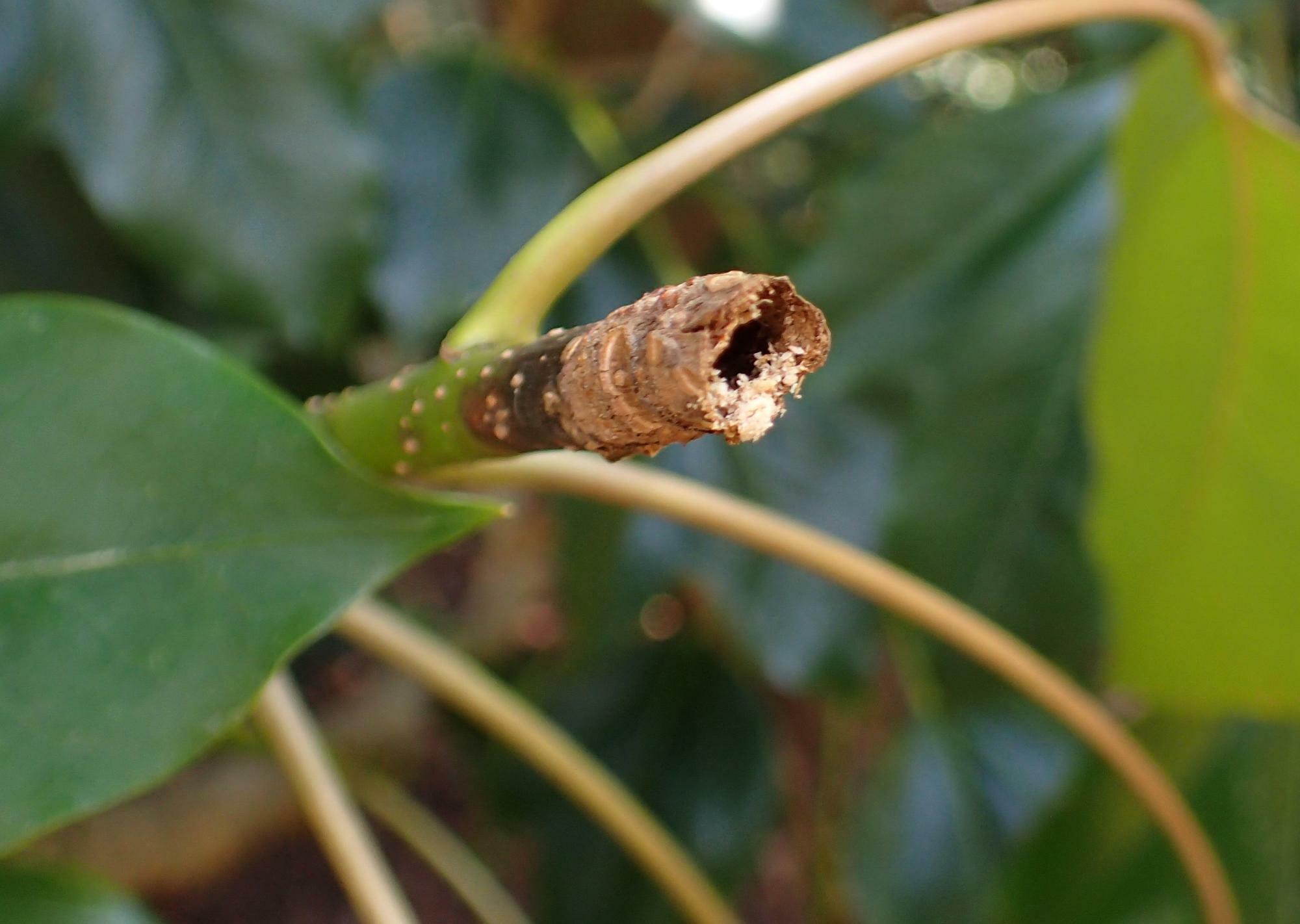 タテジマカミキリの幼虫に食害されて先端に穴が開いたカクレミノの枝。
