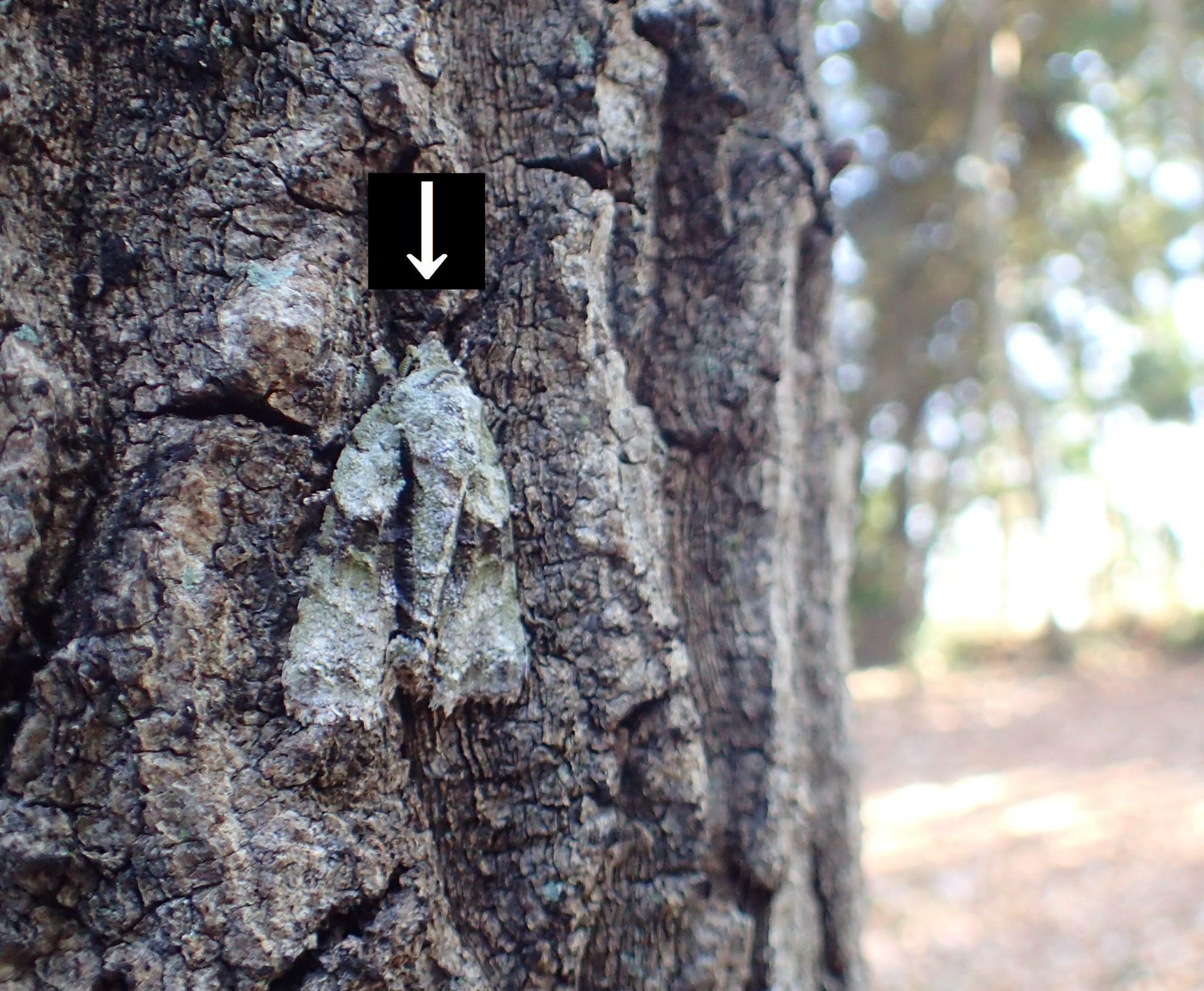 クヌギの樹皮上のキノカワガ。ゴツゴツした樹皮と一体化