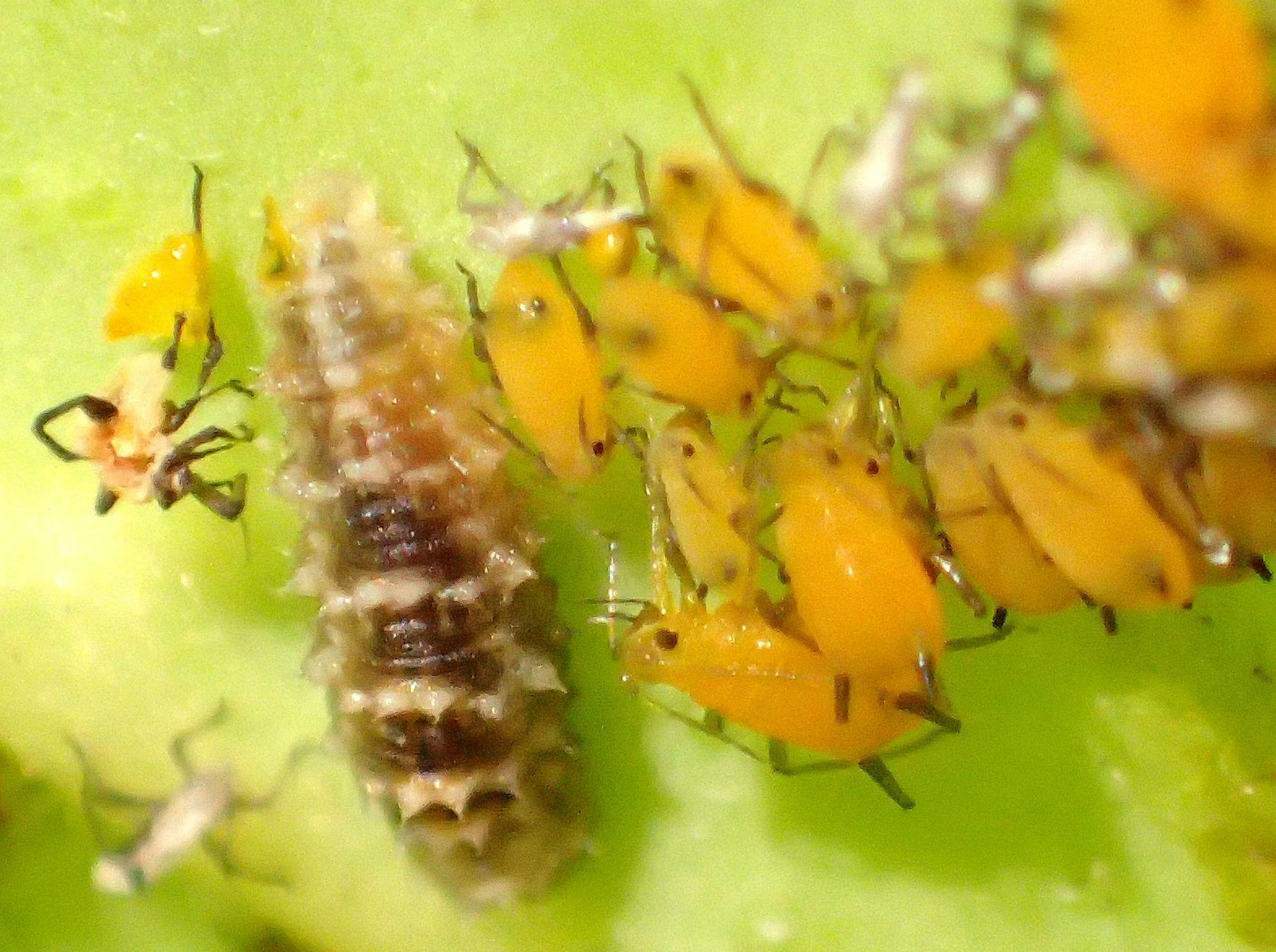 アブラムシの集団の中のホソヒラタアブ幼虫。「がんばってアブラムシを駆除して」と応援したくなる。