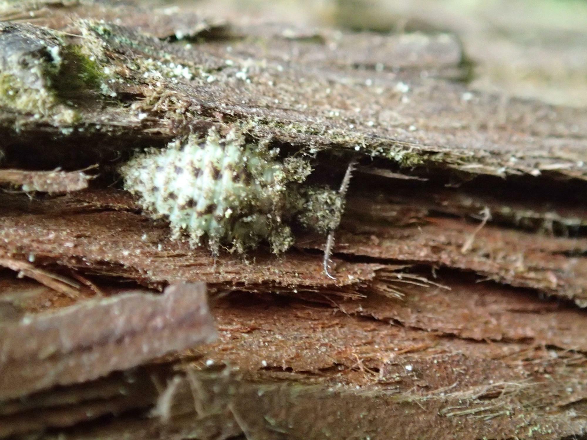 地衣類に覆われた杉の木にいたコマダラウスバカゲロウ幼虫。