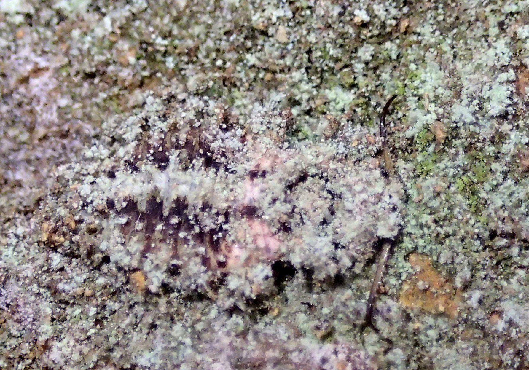 地衣類に覆われた岩壁にコマダラウスバカゲロウ幼虫がいるのだが、どこにいるか分かるだろうか。