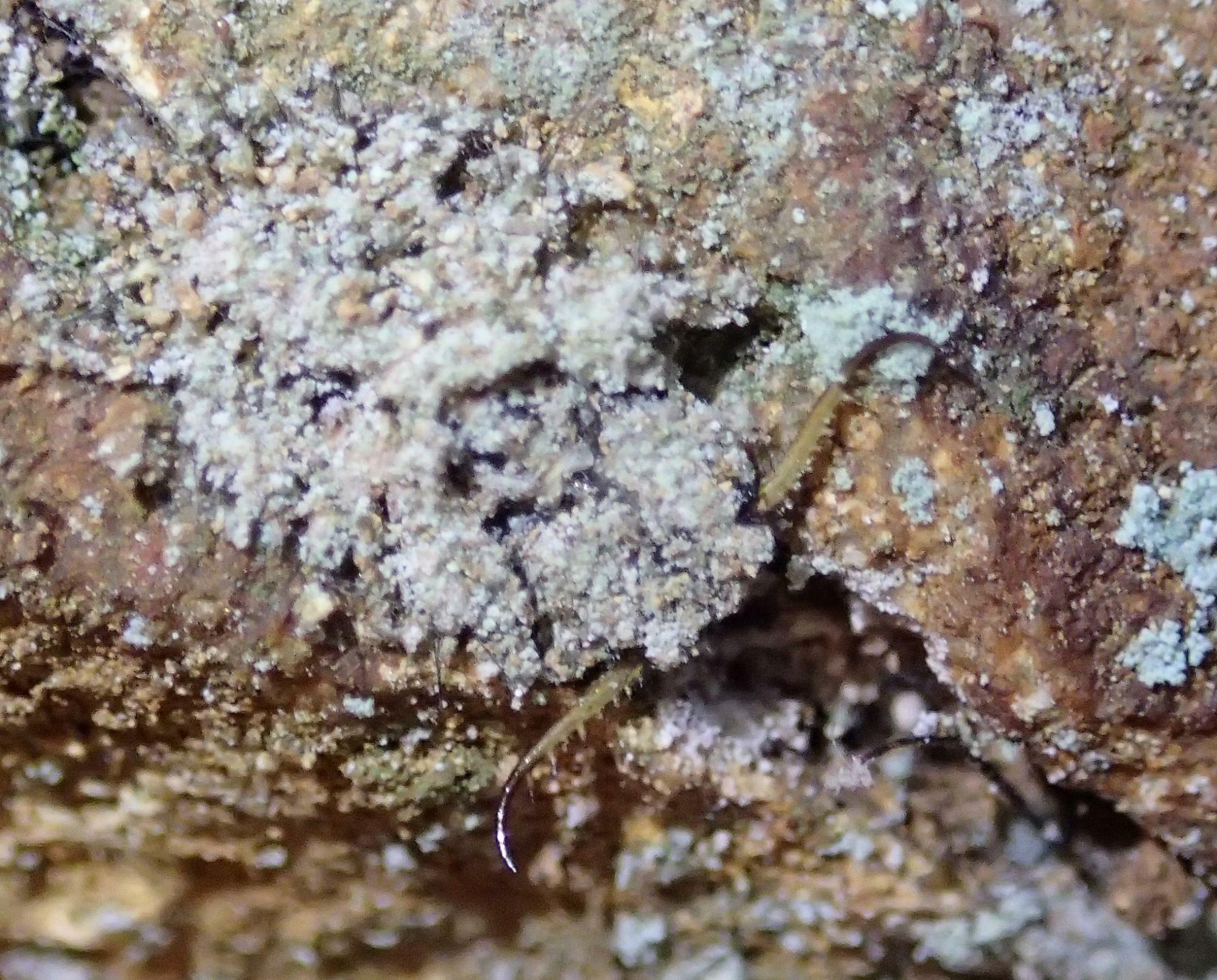 岩壁で越冬するコマダラウスバカゲロウ幼虫。胴体は地衣類と同化し、牙（大あご）だけが目立つ。