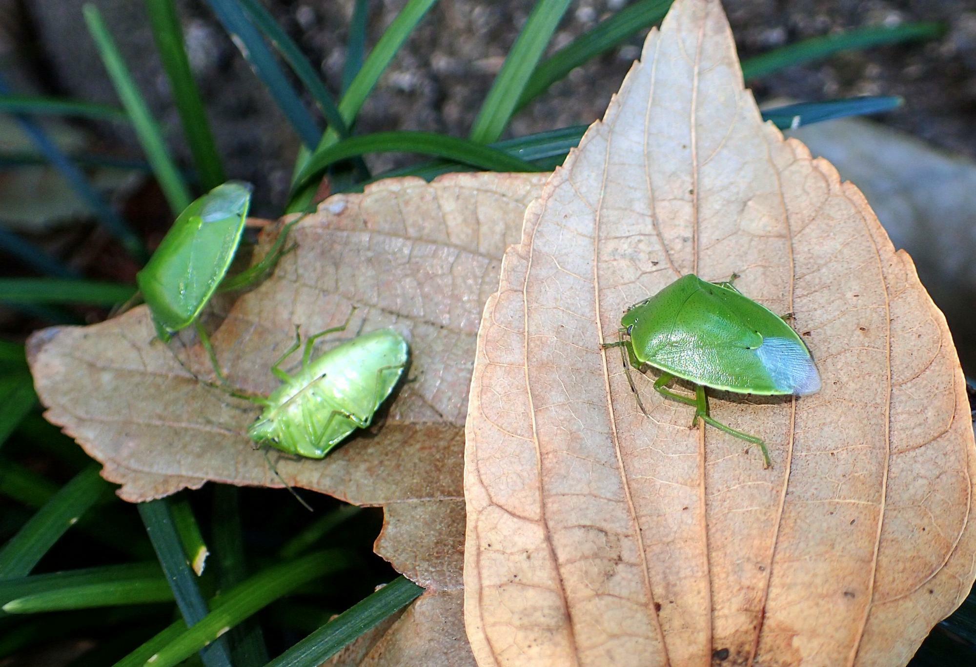 オオムラサキの越冬幼虫を探してエノキの落ち葉をひっくり返したら、出てきたのはツヤアオカメムシばかり。