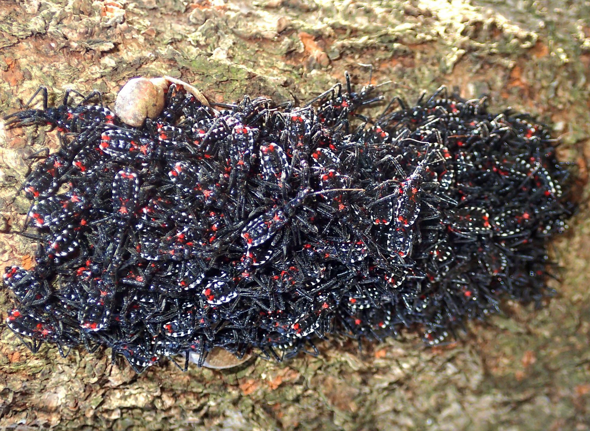 桜の幹のくぼみで集団越冬していたヨコヅナサシガメ幼虫。ゴミのかたまりのようだが、実態はカメムシのかたまりだ。