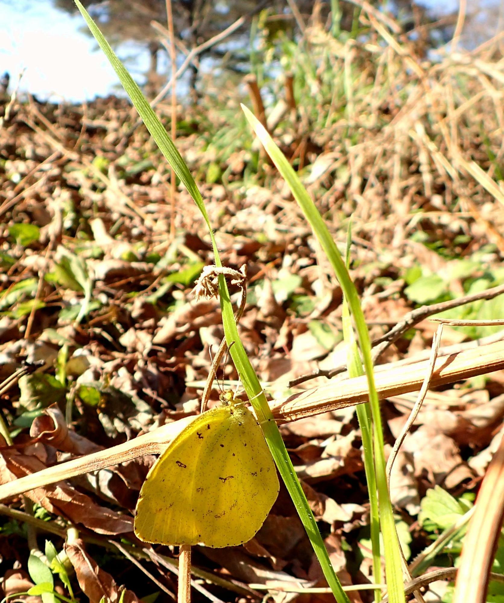 寒々とした枯野で１２月後半に見つけたキタキチョウ。