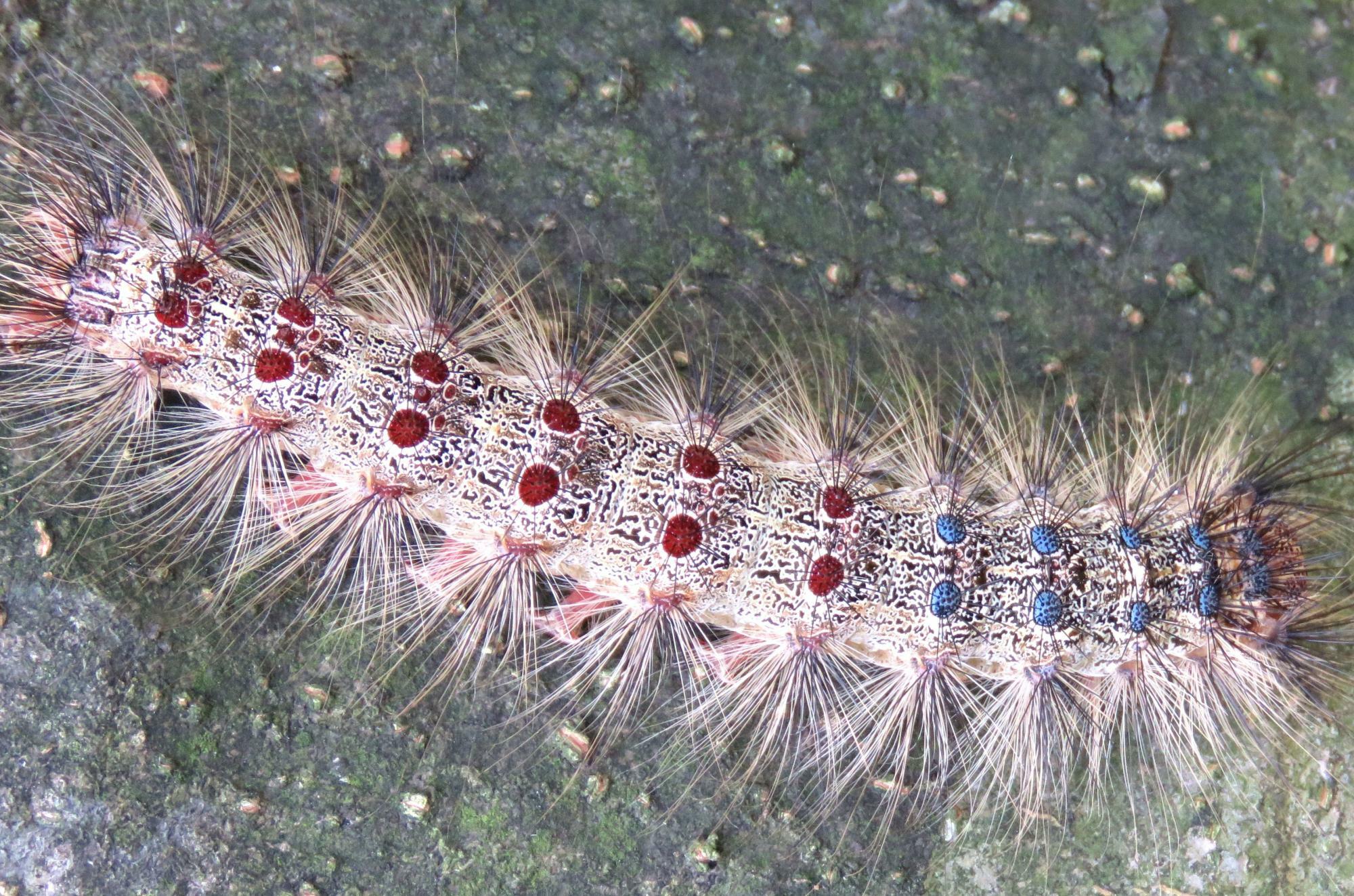 マイマイガの大きな幼虫は背中に赤と青の美しい点模様を持つ。