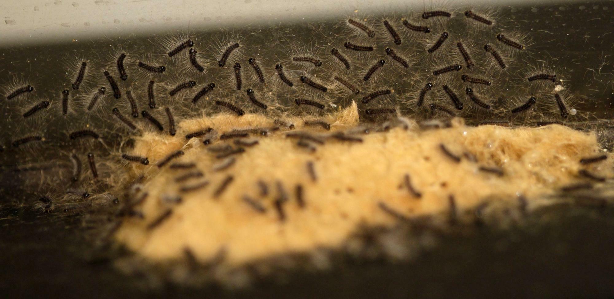 孵化直後のマイマイガの幼虫。ブランコ毛虫と呼ばれるこの段階の幼虫には毒があるという。薄茶色のものが鱗毛に覆われた卵塊。