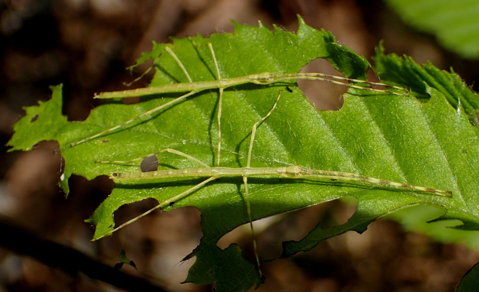 若葉の上にいるナナフシモドキ幼虫は、葉脈と見間違いそうだ。