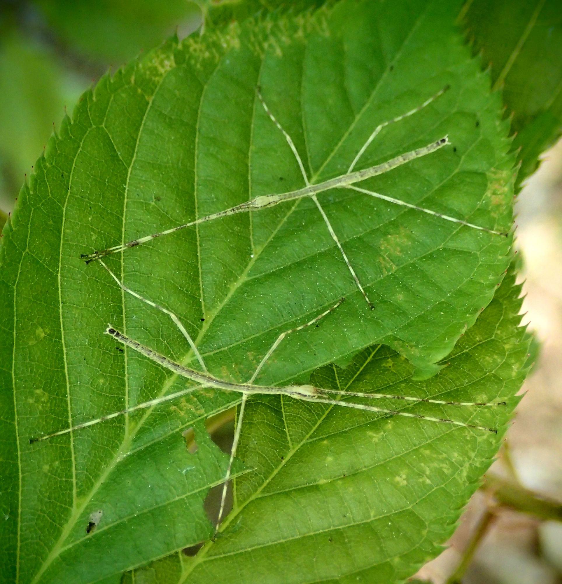 サクラの葉の上のナナフシモドキ幼虫。