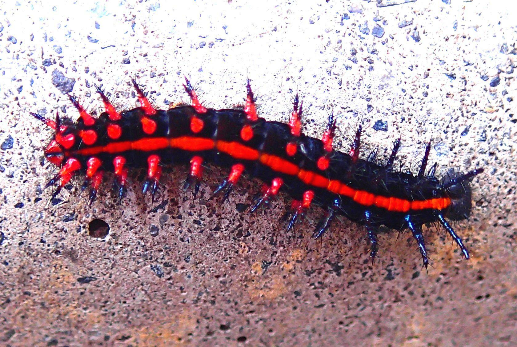 ムカデのような毒々しさのツマグロヒョウモン幼虫。蛹化前に道路を歩いていることがよくある。