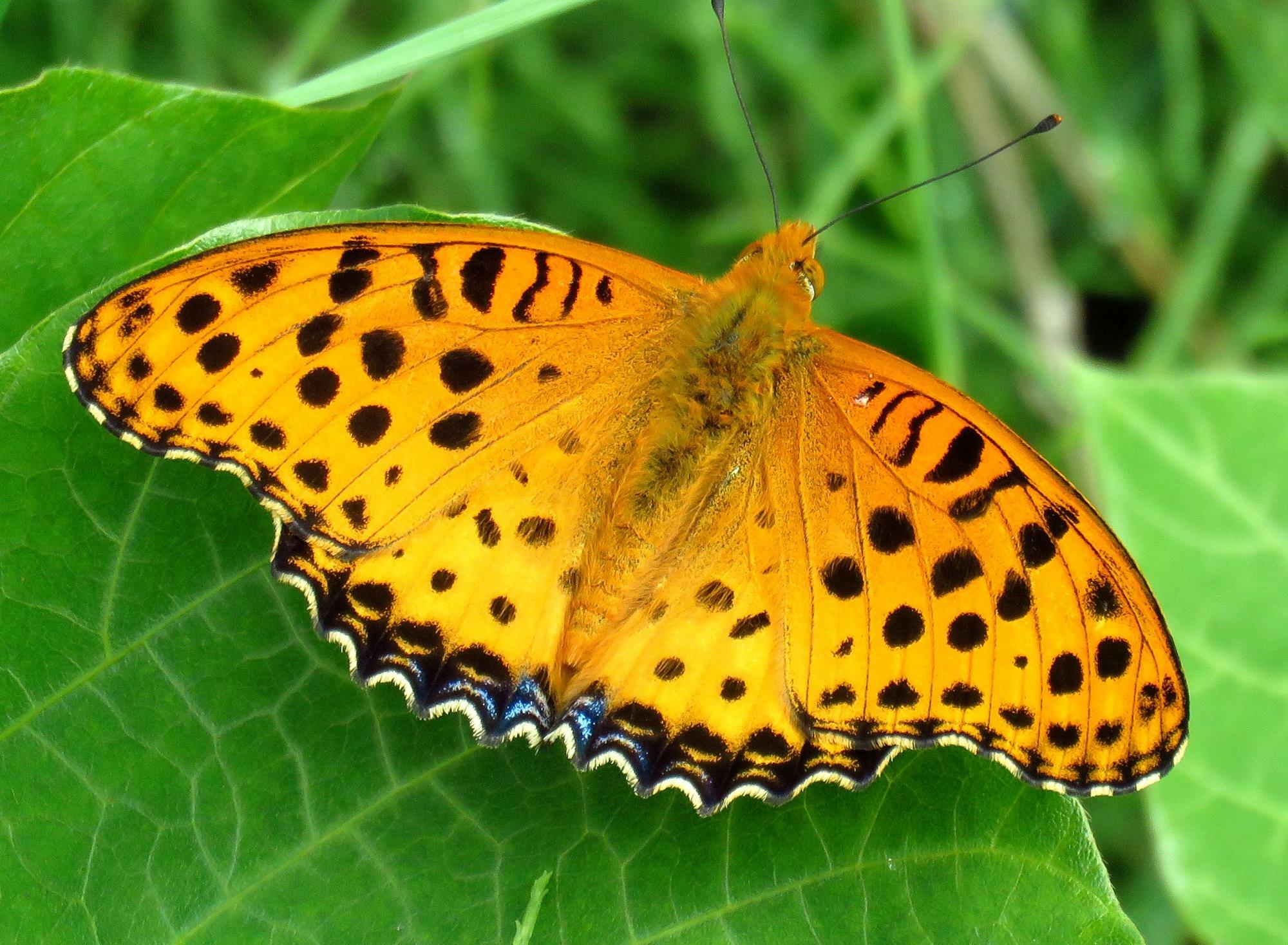 ツマグロヒョウモンのオスはちょっと地味。オスメスの違いが目立つ蝶の代表でもある。