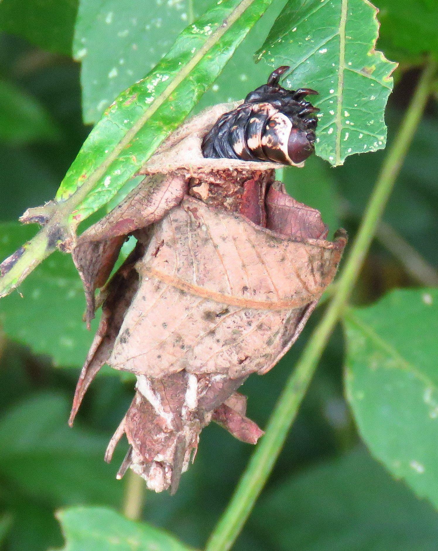 蓑を背負って移動しながら葉を食べる夏場のミノムシ。たぶんオオミノガの幼虫。