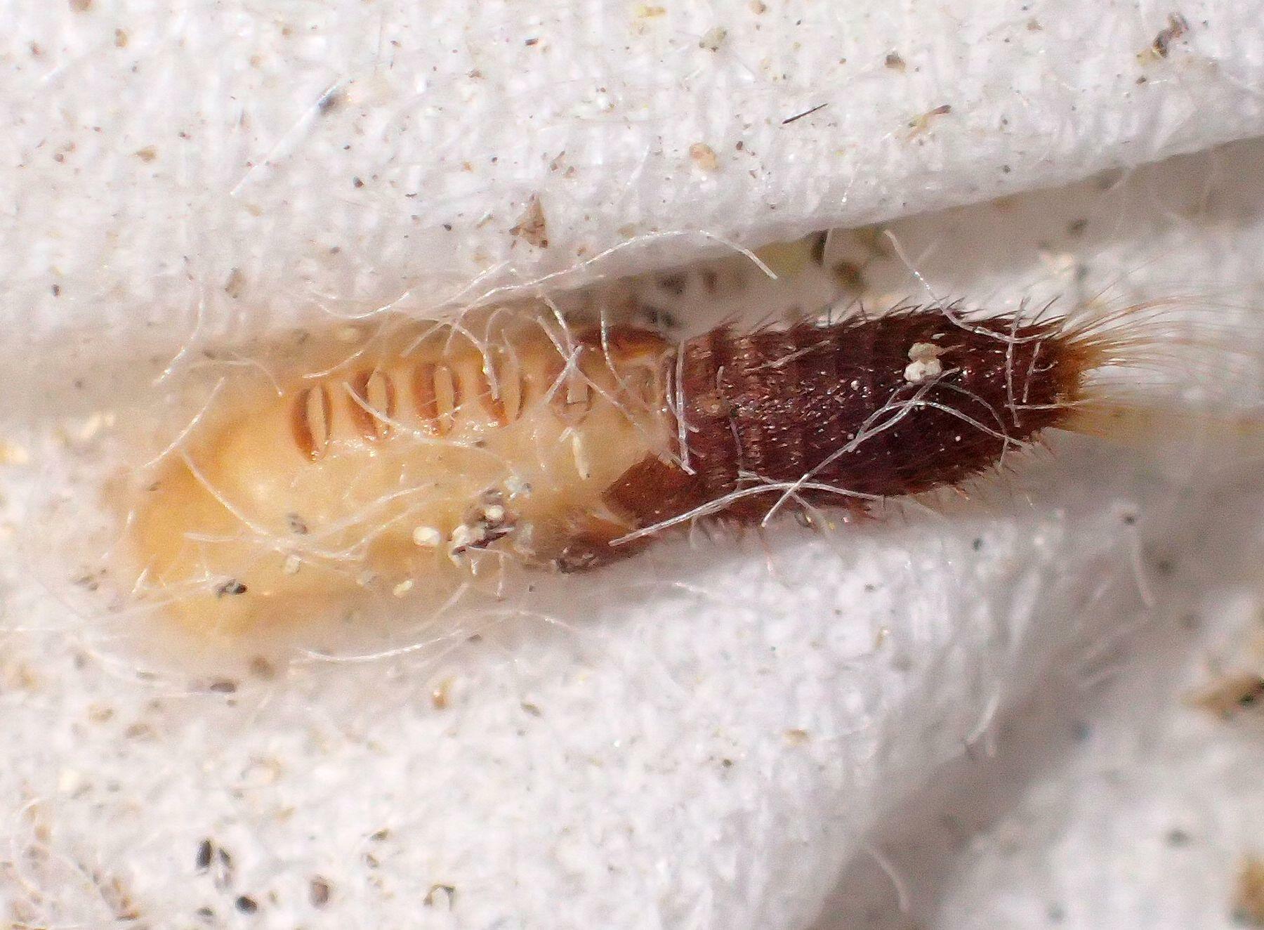 ヒメカツオブシムシの蛹。