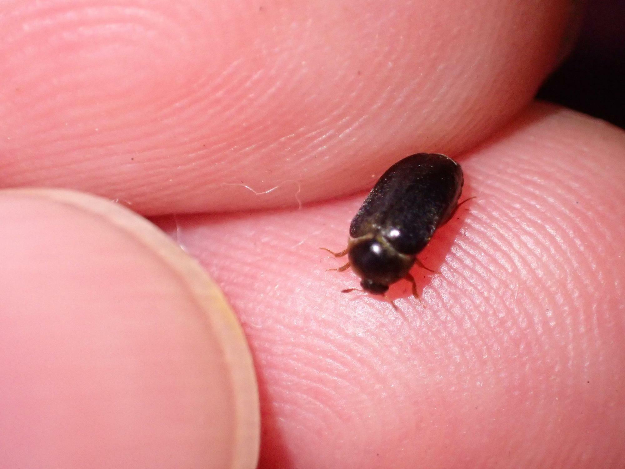 ヒメカツオブシムシの成虫はこんなに小さいので、見逃しがち。