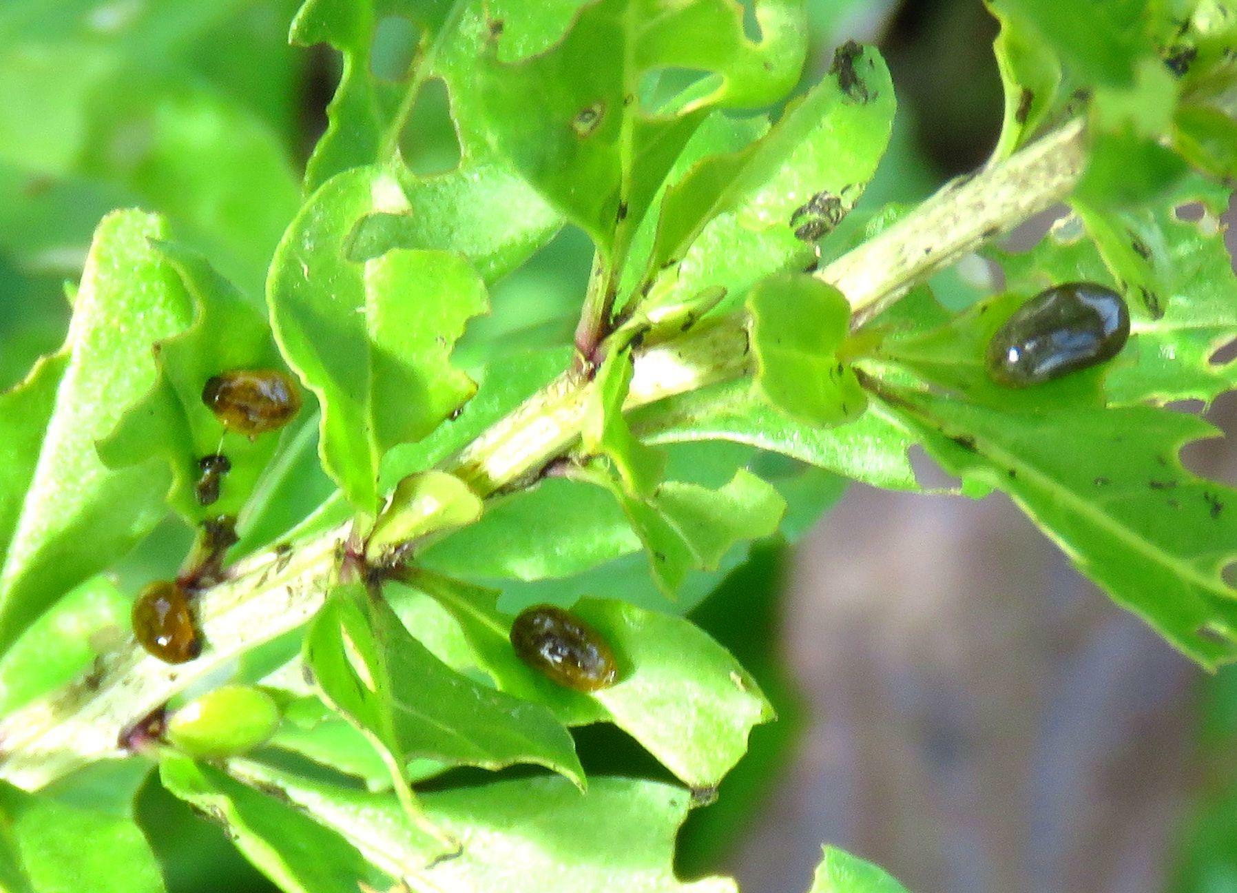 クコにたくさん付いている茶色の物体はトホシクビボソハムシの幼虫（通称クコドロオイ虫）。