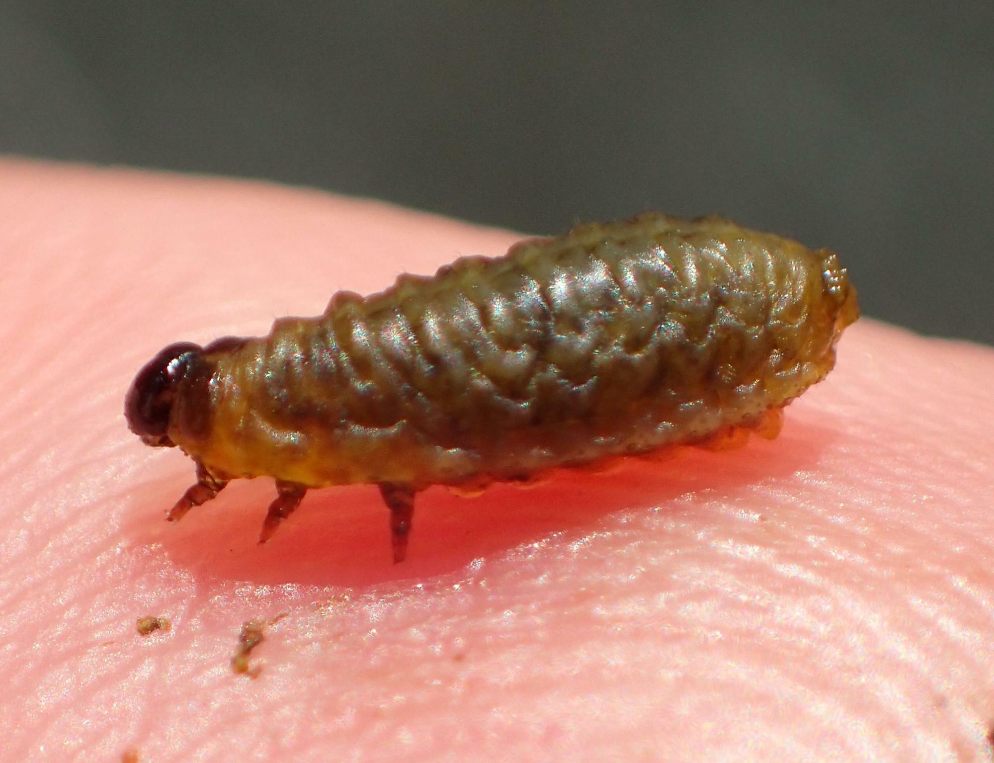 クコドロオイ虫から背中の糞を取り去ると、わりと普通の幼虫に。