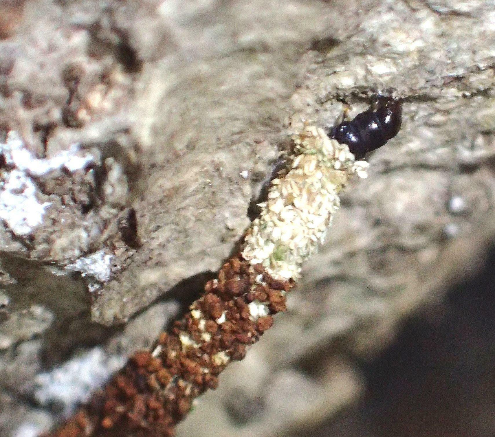 樹皮上を移動中のキノコヒモミノガの幼虫。