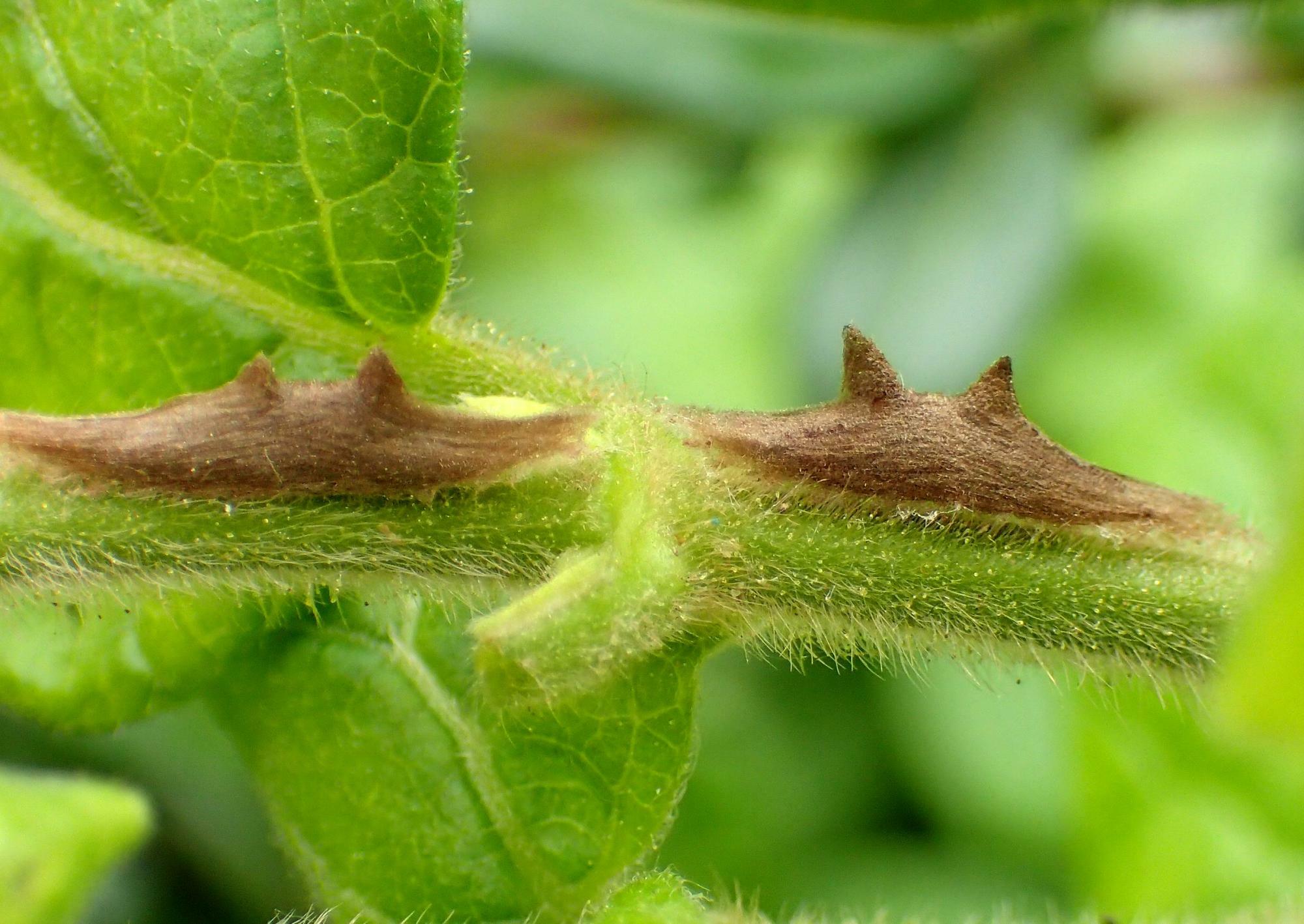 ２つ並んだスイカズラクチブサガの繭。茎から４本のトゲが生えているように見える。