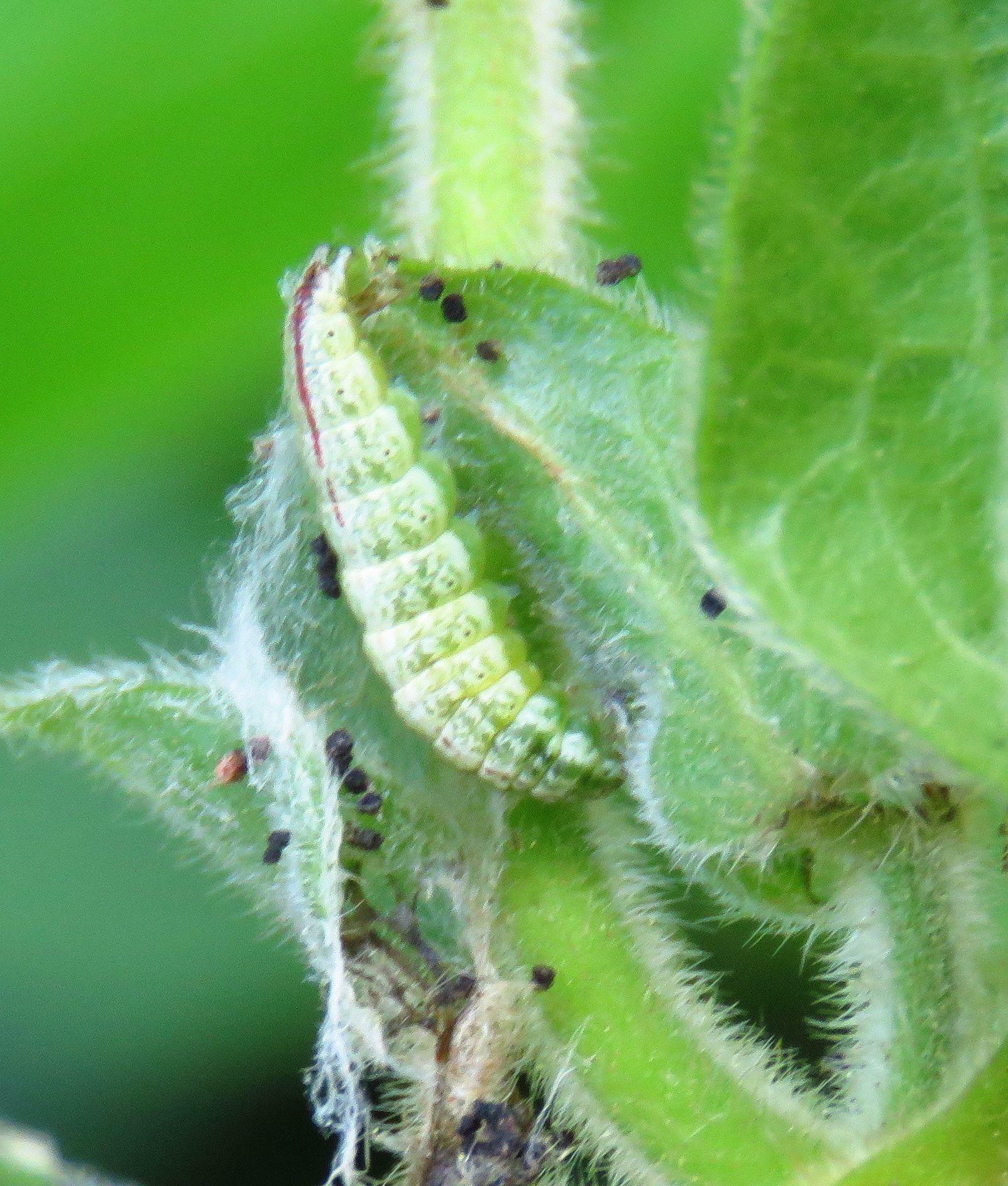 スイカズラクチブサガの幼虫は、新芽付近を丸めた中にいることが多い。