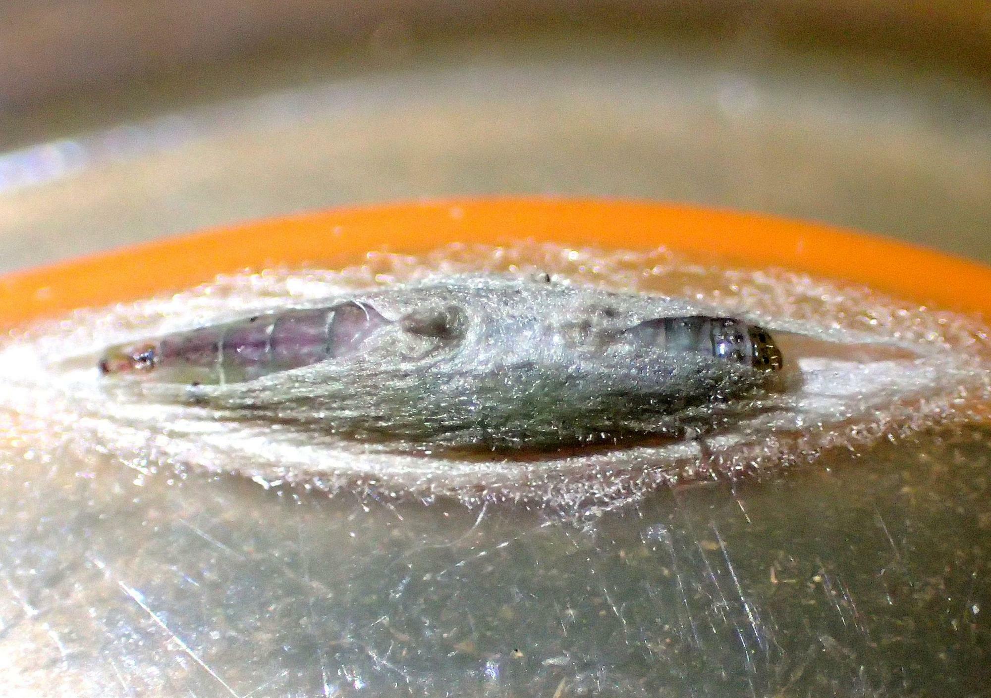 繭を作成中の幼虫。すでにツインピークの元が作られていることが分かる。最後は尖ったお尻を突き上げてピークを完成させるようで、たまにピーク付近に蛹の尻が突き出ていることがある。