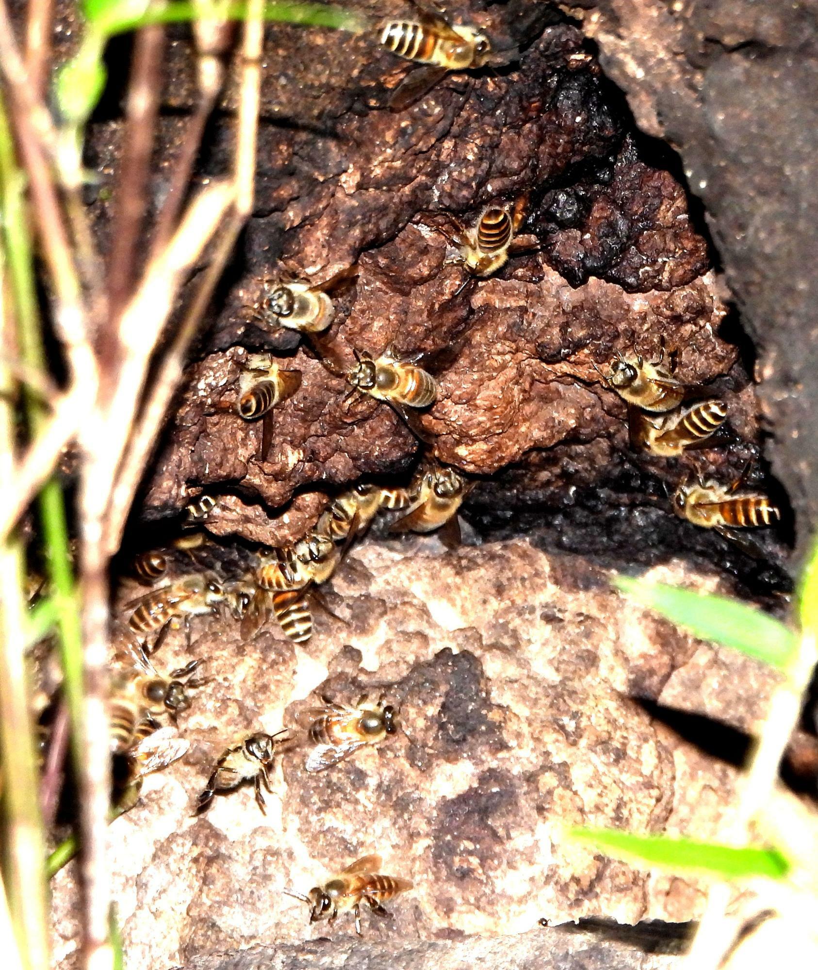 今年横浜市で見つけたミツバチ（恐らくニホンミツバチ）の巣。勇気を出して巣に大接近（うそです。望遠レンズで恐る恐る遠くから撮っています）。