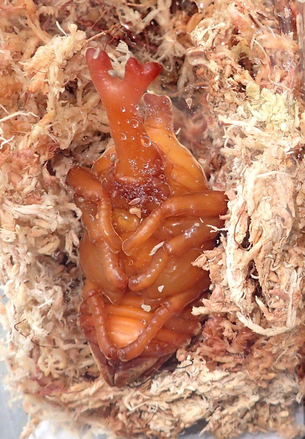 透明容器の中の人工の蛹室で眠るカブトムシの蛹。