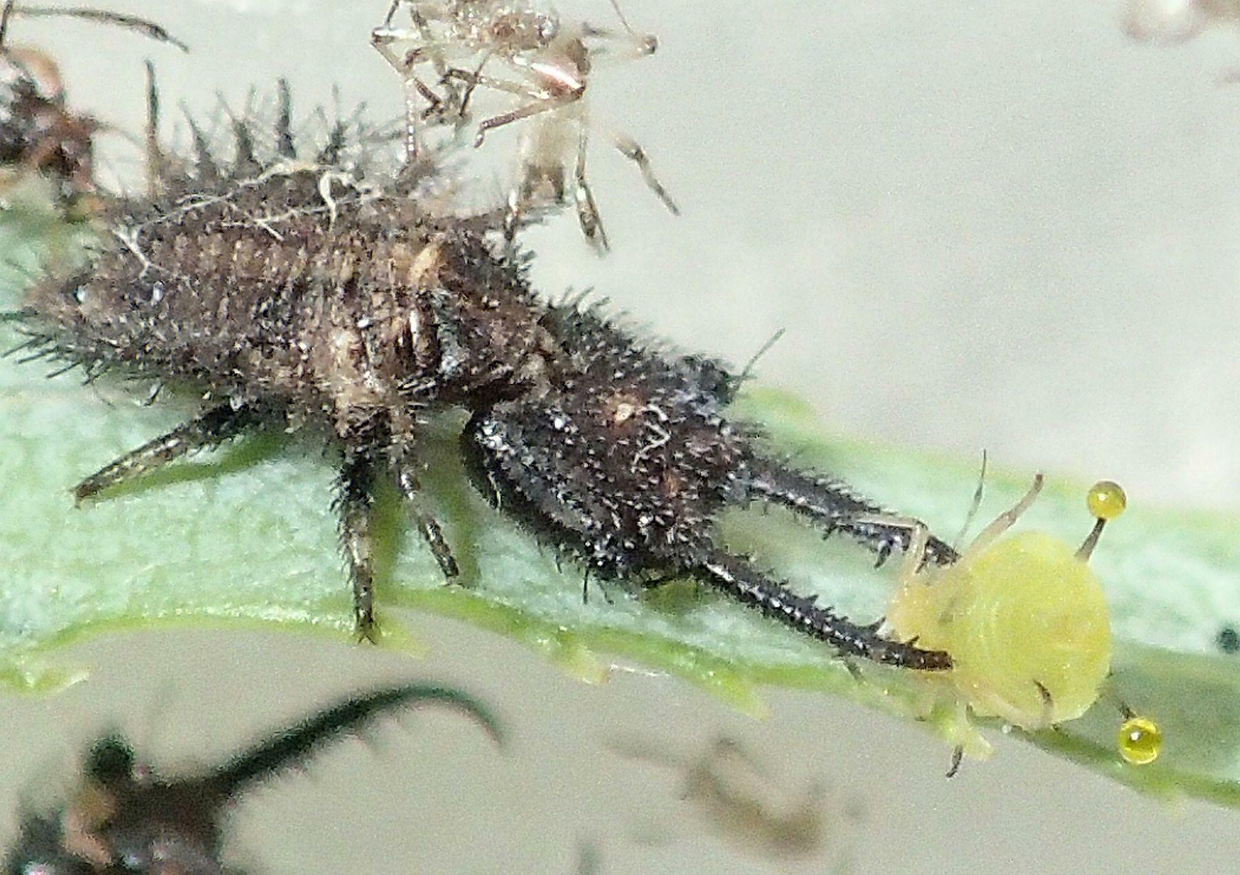 アブラムシを捕食するツノトンボの仲間の幼虫。