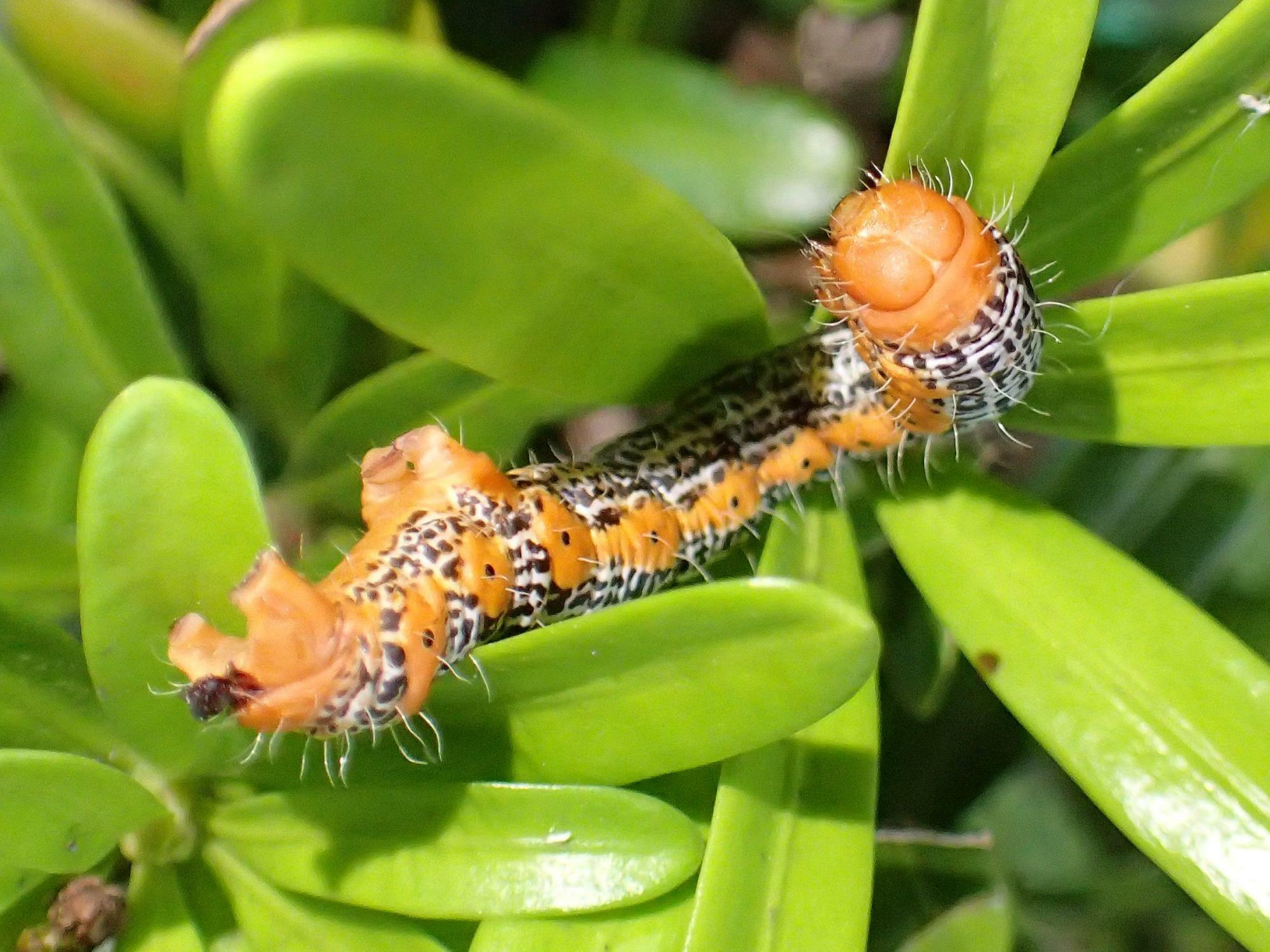 イヌマキを食害するキオビエダシャク幼虫。