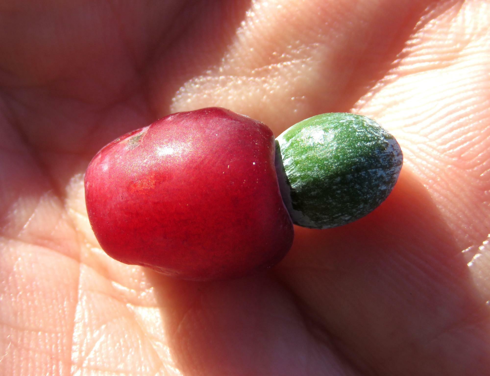 イヌマキの実の赤い部分（花托が膨らんだもの）は、そのままでも食べられるが、あまり美味しくはなかった。