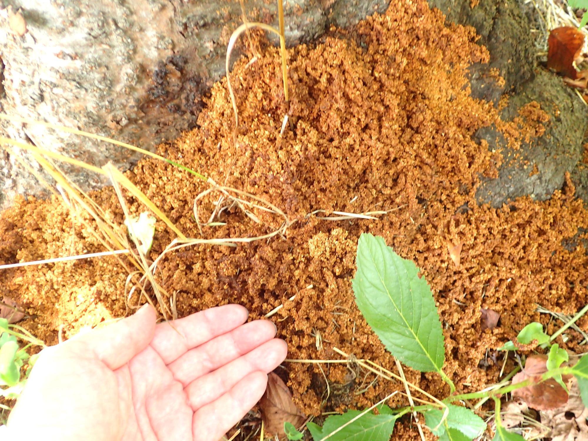 桜の根元に積み上がった大量のフラス。