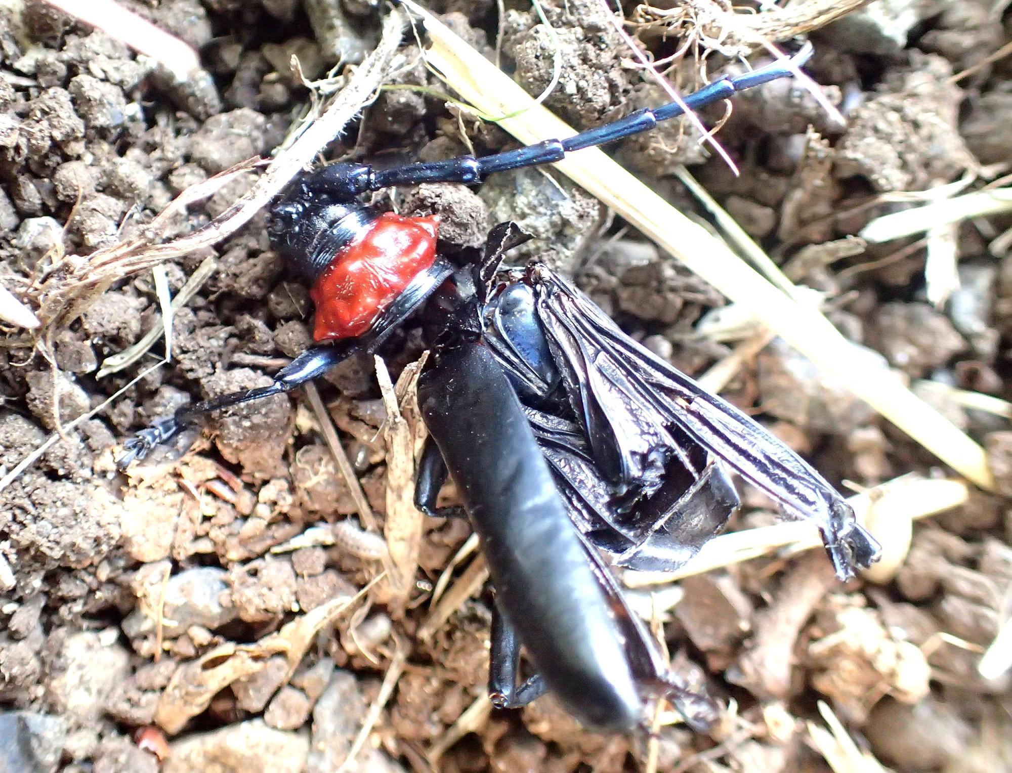 恐らく誰かに捕殺されたクビアカツヤカミキリ。