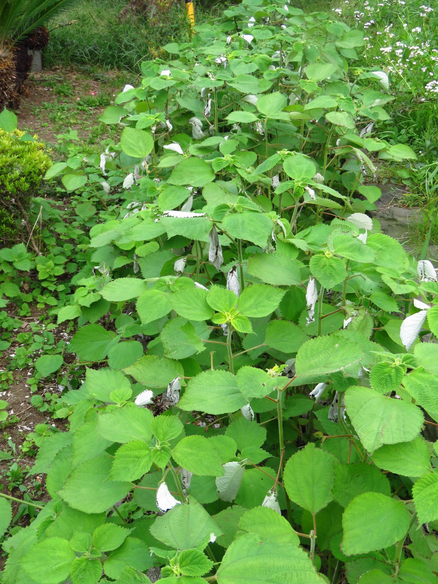 カラムシの茂みの中で白く見えるのはすべてアカタテハ幼虫の隠れ家