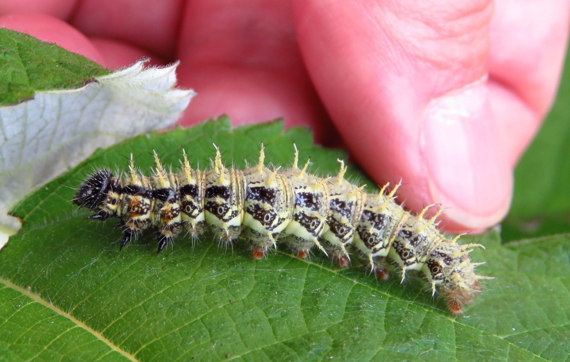 アカタテハの終齢幼虫。若い幼虫は黒くて、もっと毛虫の印象が強い。