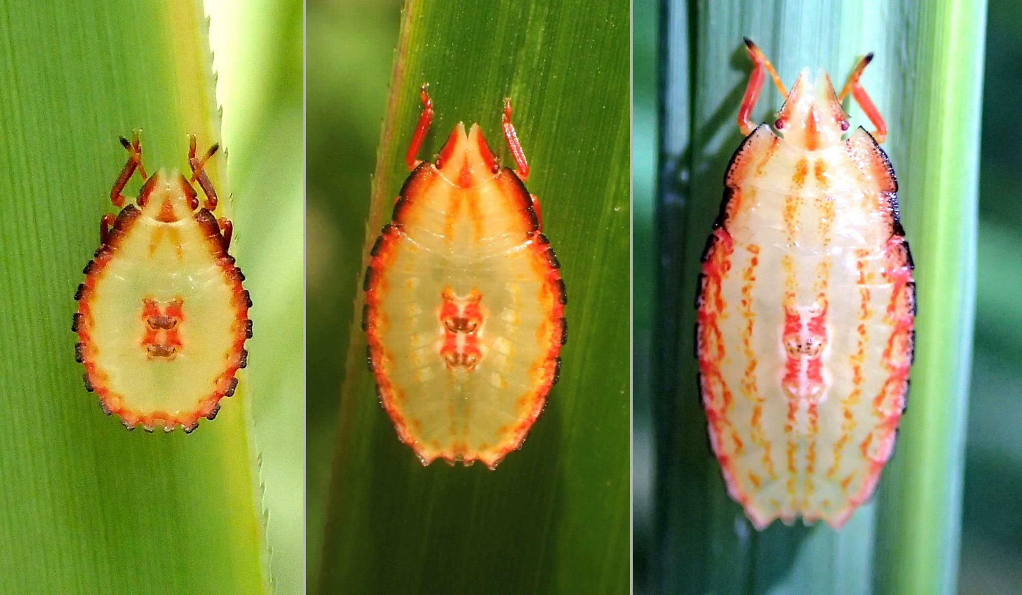 だんだん細長いエビ煎に変わっていくエビイロカメムシ幼虫。