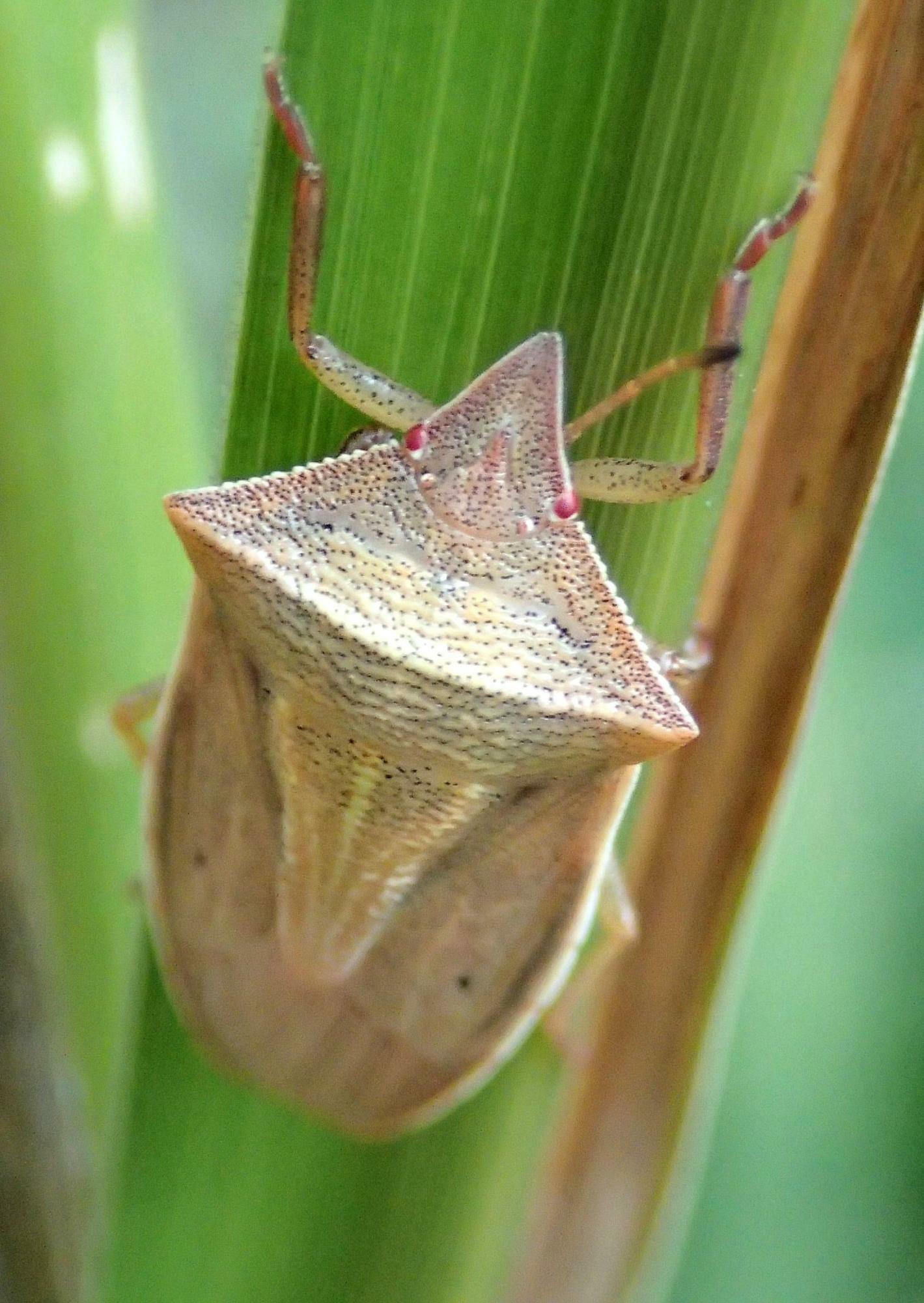 地味な黄土色のエビイロカメムシ成虫。