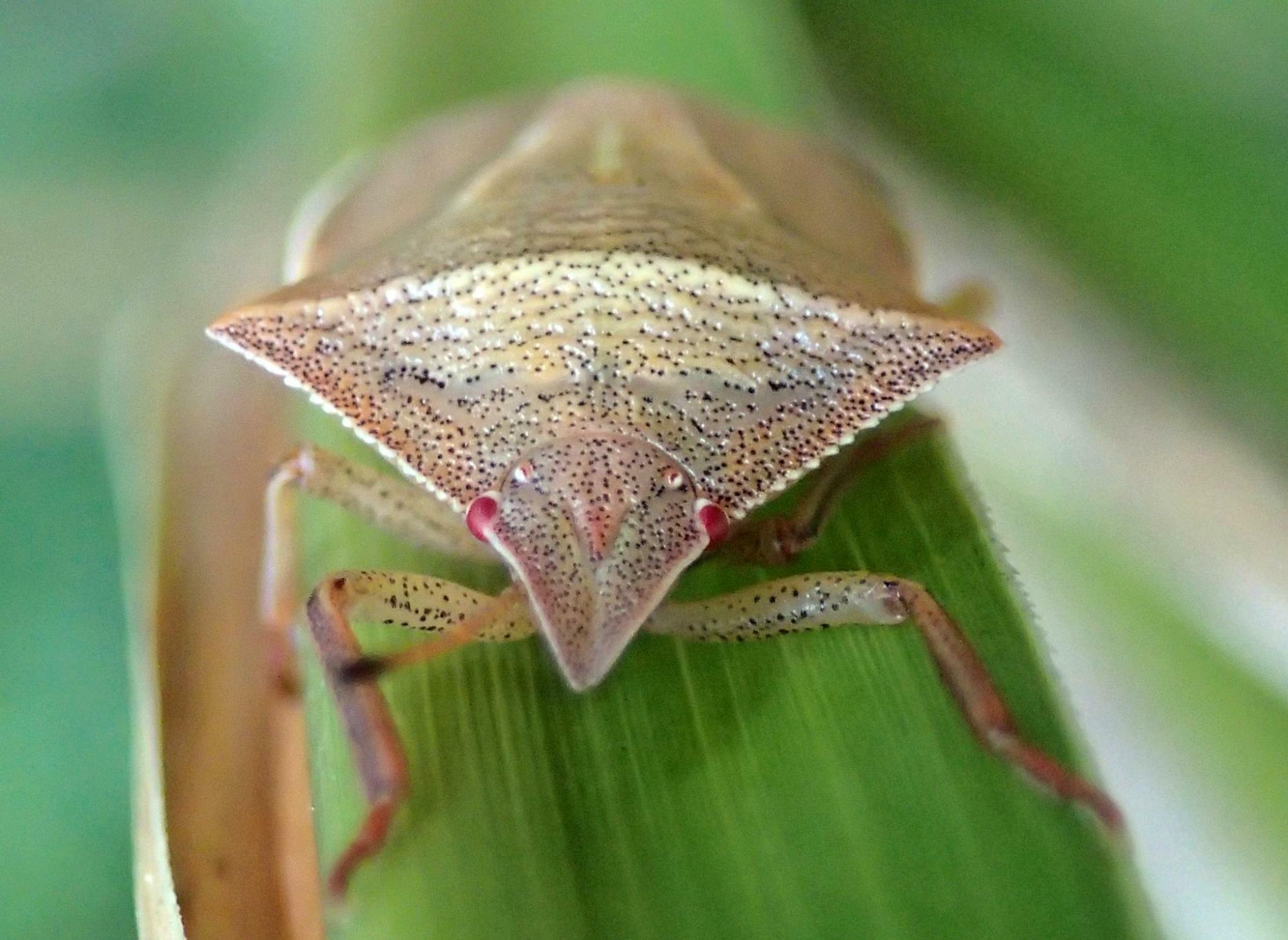 エビイロカメムシ成虫の正面顔。三角の頭部と扇形の胸部が精悍な印象。赤い目にも注目。