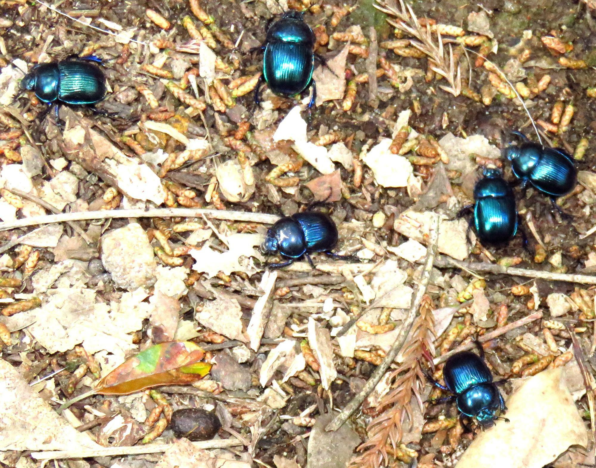 奈良公園のルリセンチコガネはちょっと湿った日影に多かった。左下の黒豆のような物体は鹿の糞。