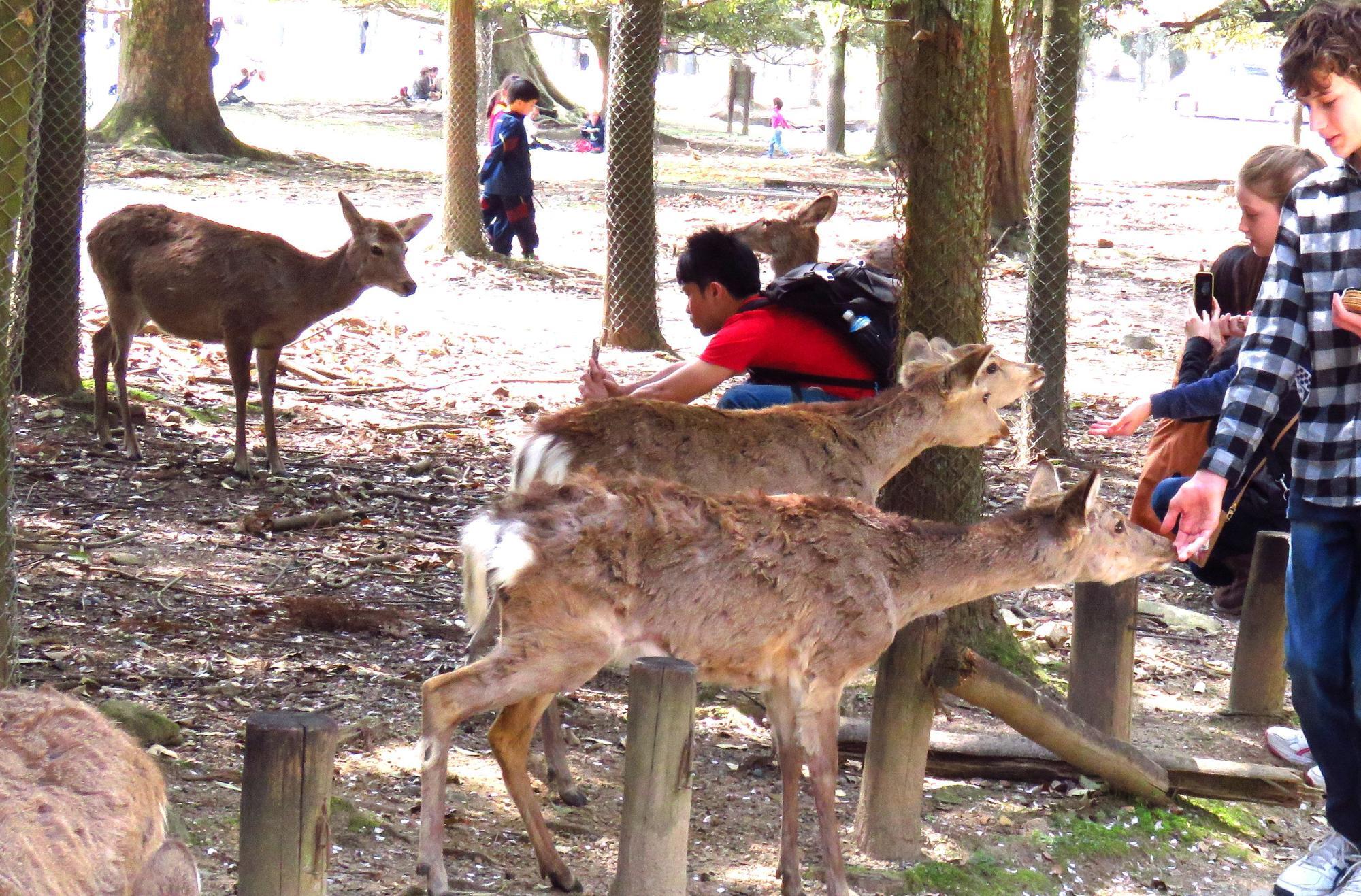 鹿せんべいを食べる奈良公園の神鹿たち。