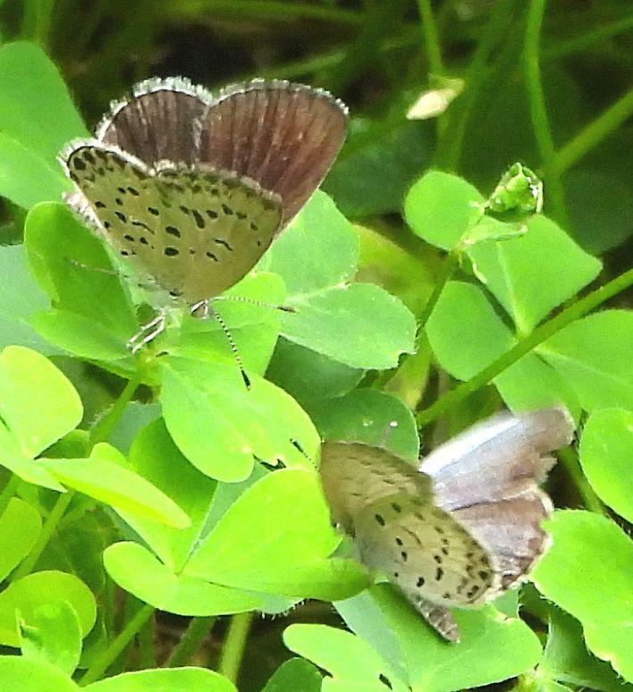 カタバミの葉上でお見合い中のヤマトシジミのメス（上）とオス（下）。