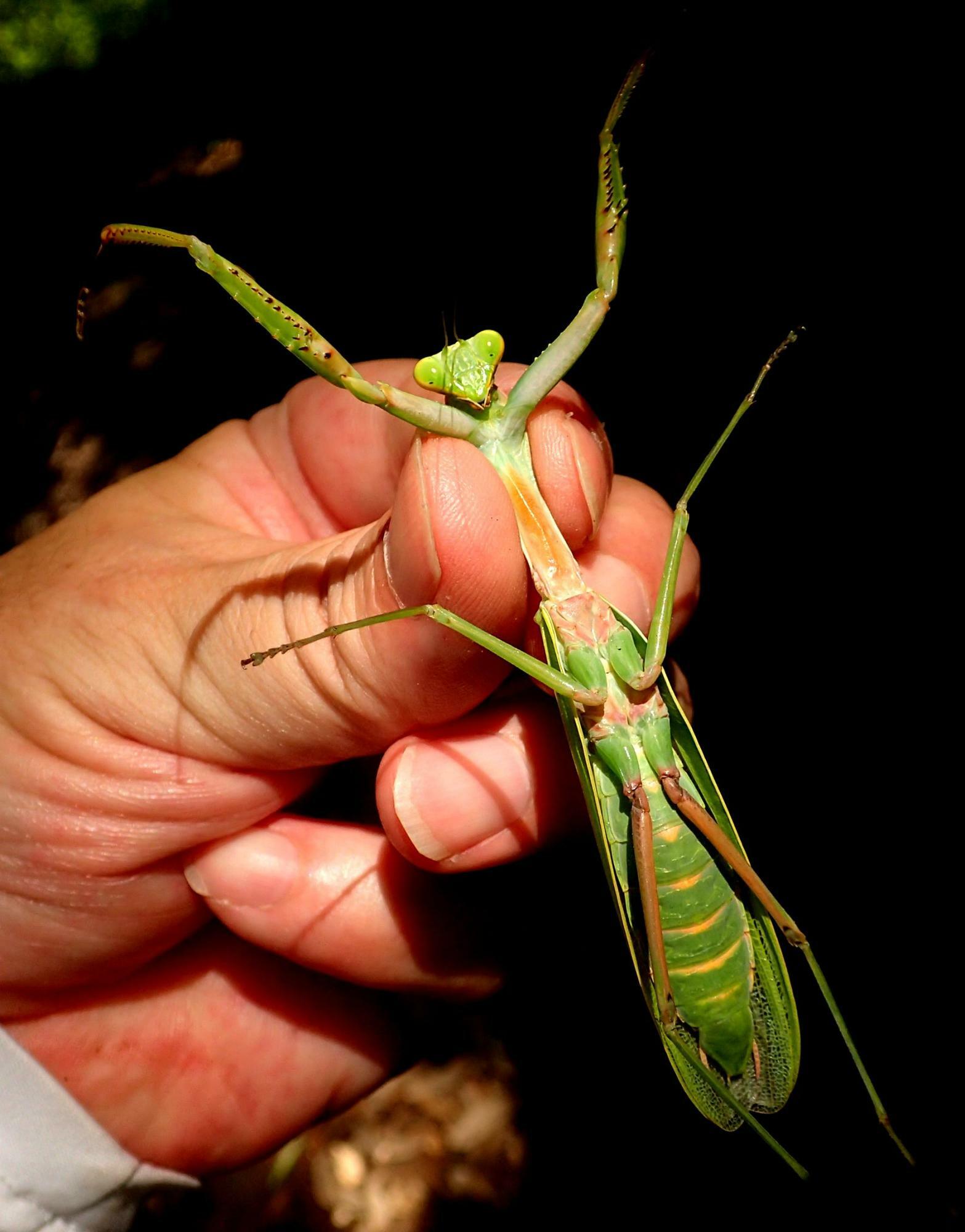 ムネアカハラビロカマキリは胸部全体が赤く、後脚腿節も赤みが強い。