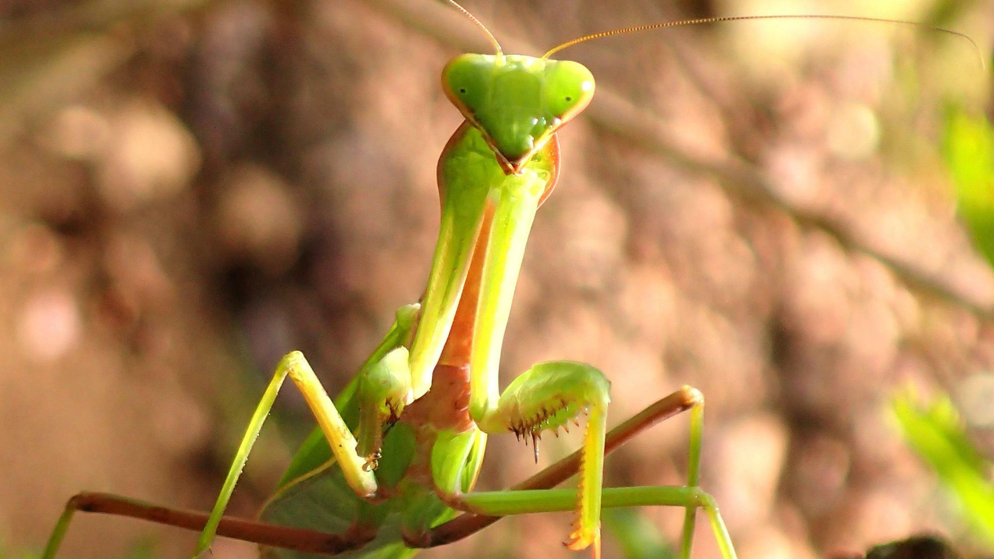 ムネアカハラビロカマキリが威嚇姿勢を取ると、胸の赤い部分が良く見える。