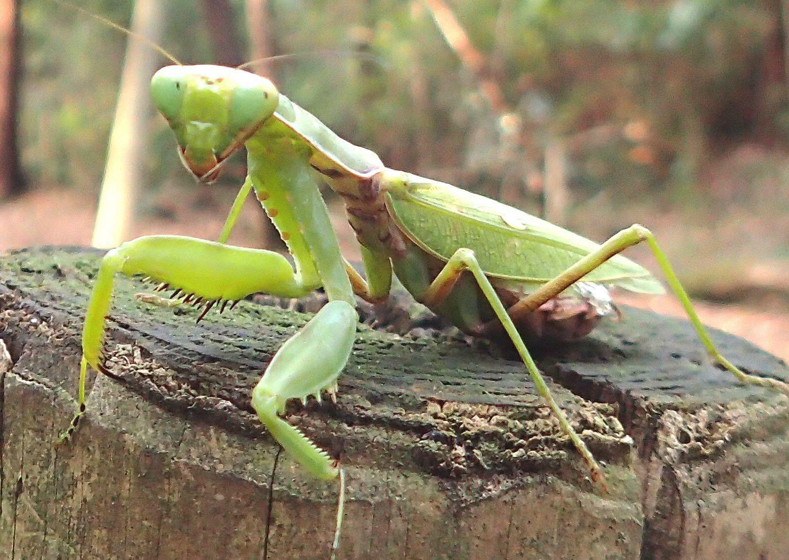 こちらが在来のハラビロカマキリ。今のうちに見ておかないと、ムネアカハラビロに駆逐されてレアな種類になってしまうかも。