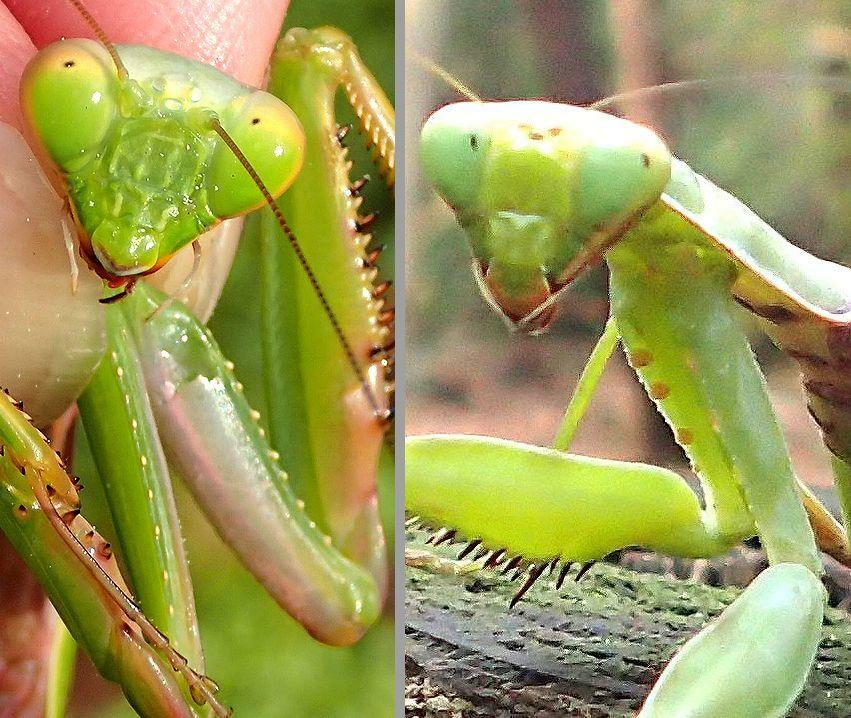 ムネアカハラビロカマキリ（左）と在来ハラビロカマキリ（右）の違い。カマ（前脚）の基節（胸部に一番近い部分）にある黄色い突起の数がムネアカの方がずっと多い。ハラビロの胸部腹側は赤くなく、白に黒点。