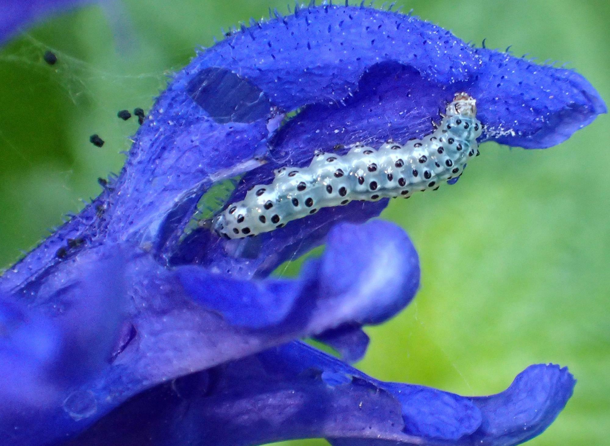 ブルーサルビアの花を食べるアメリカピンクノメイガ幼虫。